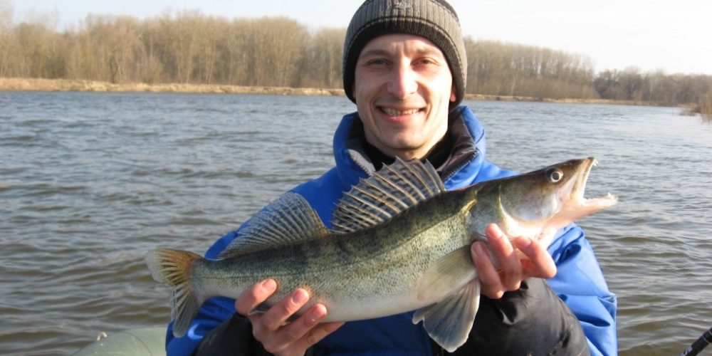 Весенний судак средних рек