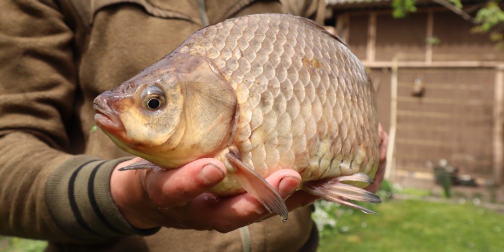 Ловля ночного карася в мае…