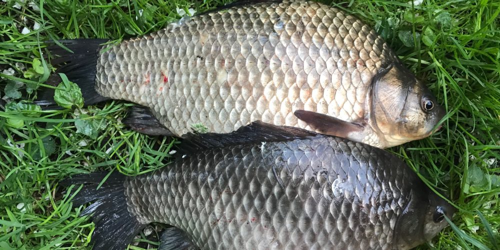 Днепровский карась 2020