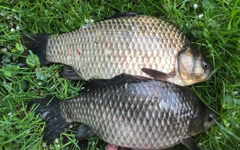 Днепровский карась 2020