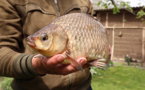 Ловля ночного карася в мае…