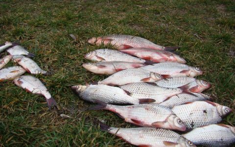 Перша весняна риболовля на Десні