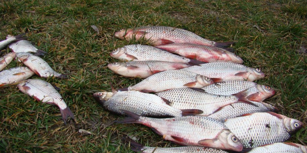 Перша весняна риболовля на Десні